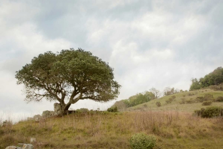 Picture of OAK TREE - 75