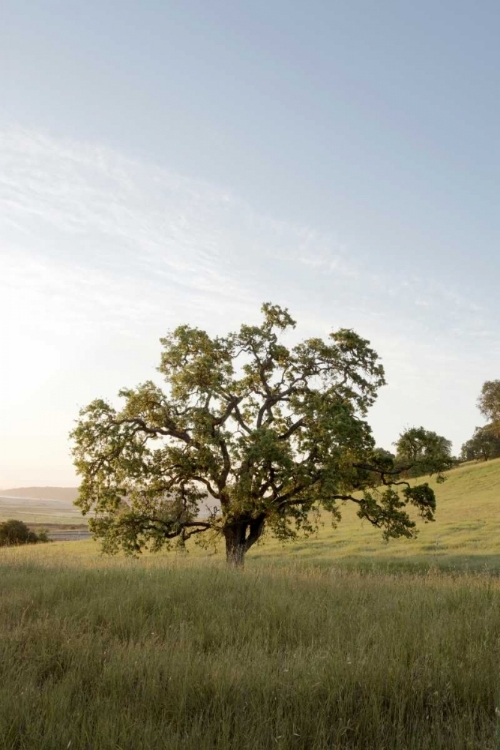 Picture of OAK TREE - 87