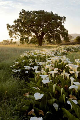 Picture of OAK TREE - 88