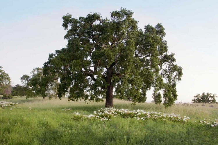 Picture of OAK TREE - 93