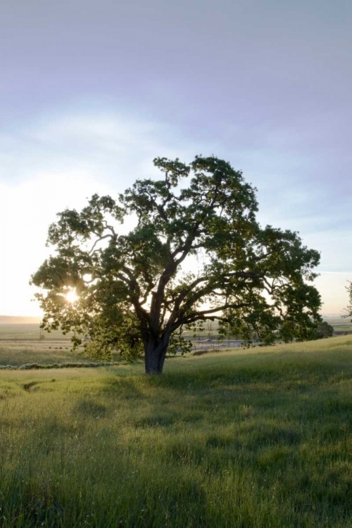 Picture of OAK TREE - 95