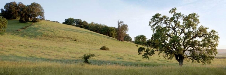 Picture of OAK TREE PANO - 91