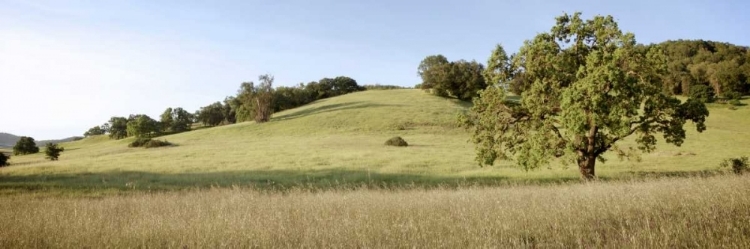 Picture of OAK TREE PANO - 99