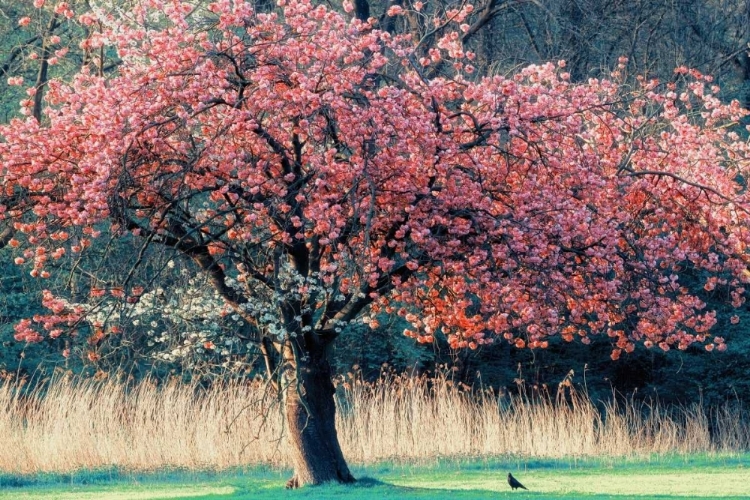 Picture of ME AND MY TREE