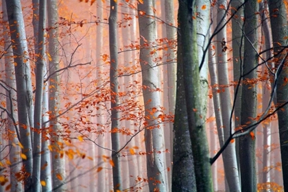 Picture of AUTUMN WOODS