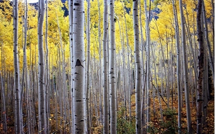 Picture of BIRCH WOODS