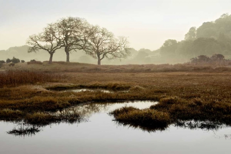 Picture of ISLAND OAK TREES