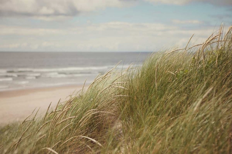 Picture of BEACH GRASS I