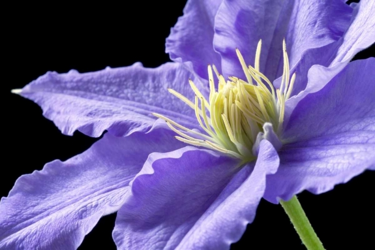 Picture of PURPLE CLEMATIS