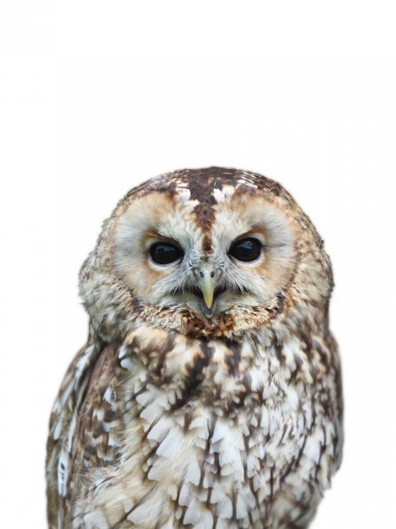 Picture of OWL