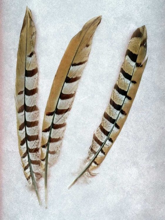 Picture of FEATHER - 1