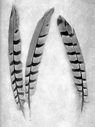 Picture of FEATHER B-W - 1