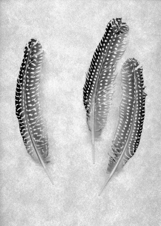 Picture of FEATHER B-W - 2