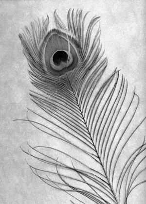 Picture of FEATHERS - 10