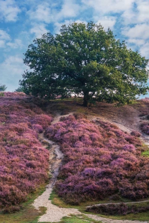 Picture of PURPLE HEATH