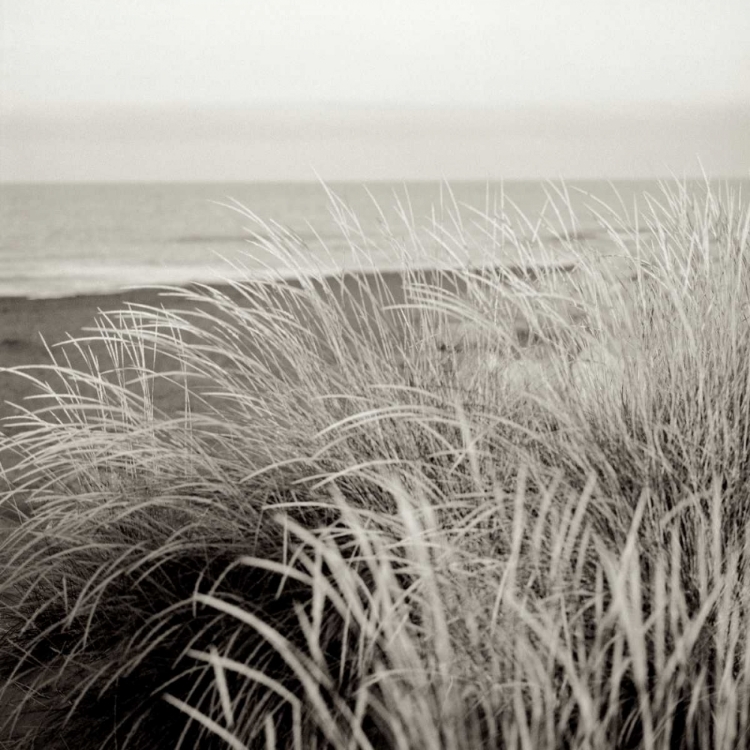 Picture of TUSCAN COAST DUNES - 2