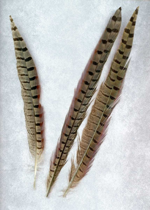 Picture of FEATHERS - 3