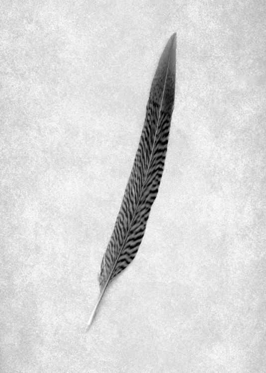 Picture of FEATHERS - 4