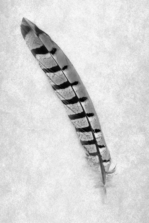 Picture of FEATHERS - 6