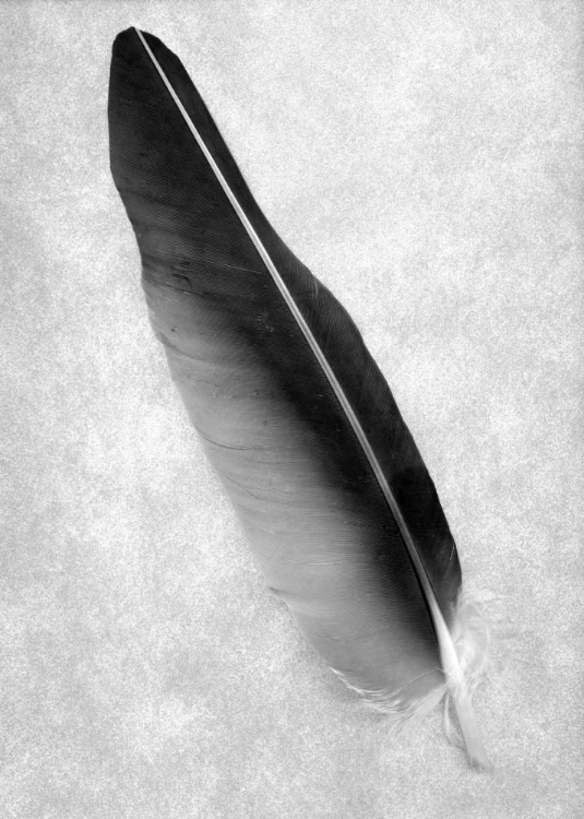 Picture of FEATHERS - 7