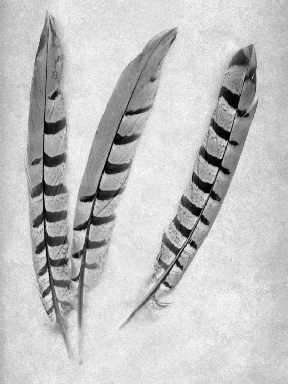 Picture of FEATHERS B-W - 1