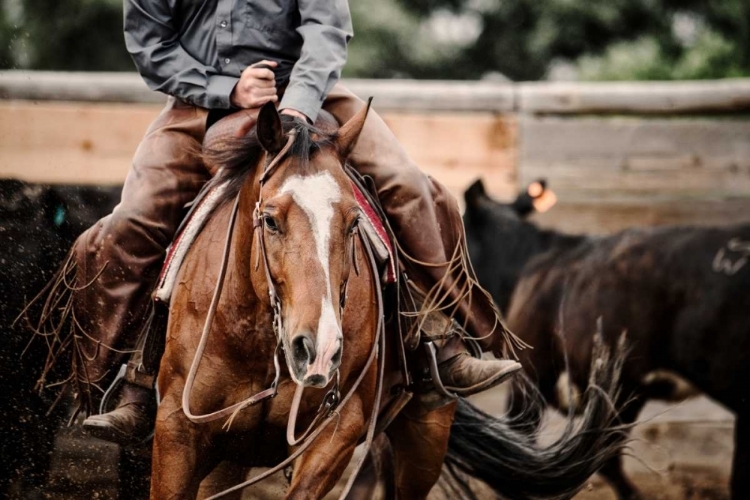 Picture of CUTTING HORSE