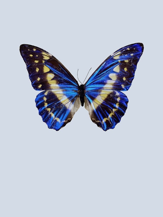 Picture of BLUE BUTTERFLY