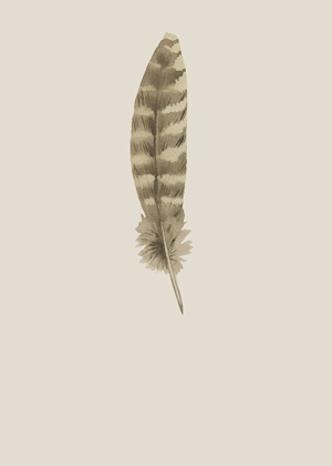 Picture of FEATHER 07