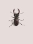 Picture of LUCANUS CERVUS