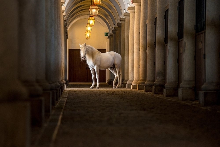 Picture of IN THE BARN