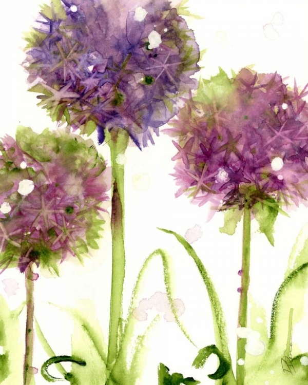 Picture of ALLIUMS