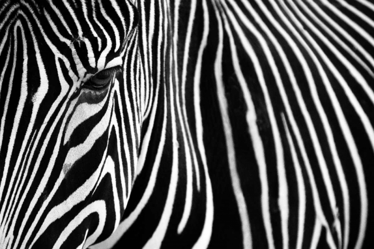 Picture of ZEBRA IN LISBON ZOO