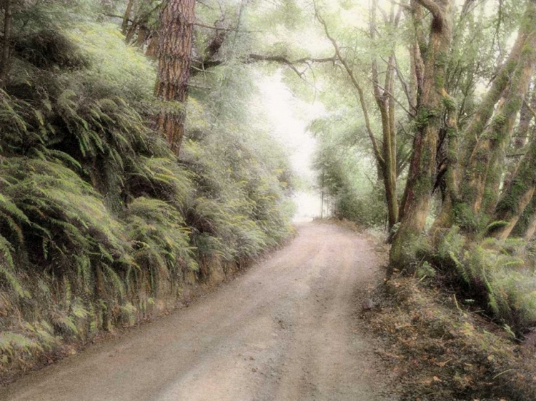 Picture of LOST COAST ROAD