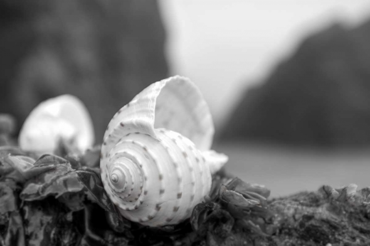 Picture of CRESCENT BEACH SHELLS 1