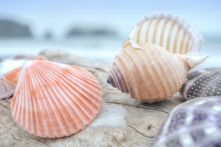 Picture of CRESCENT BEACH SHELLS 10