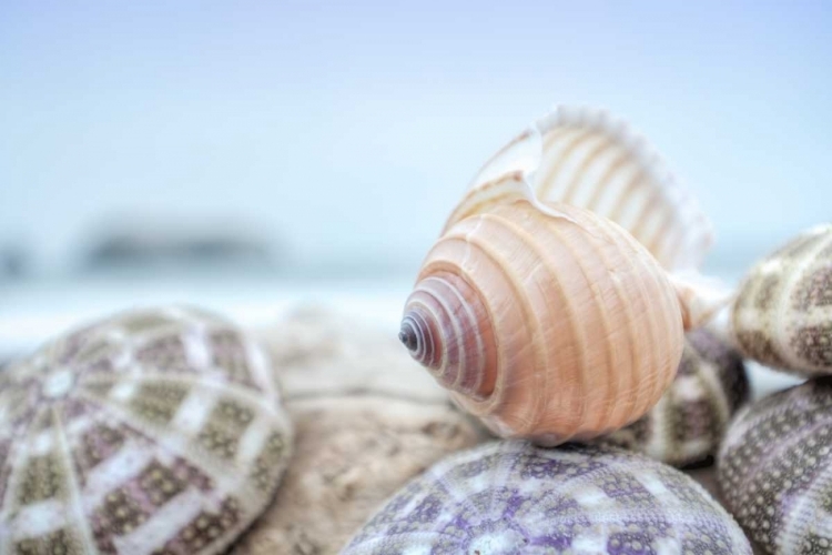 Picture of CRESCENT BEACH SHELLS 15