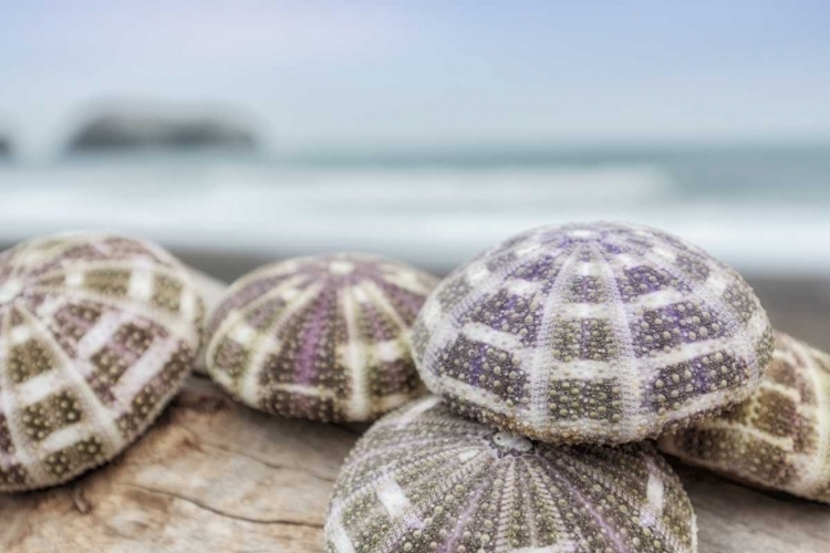 Picture of CRESCENT BEACH SHELLS 8