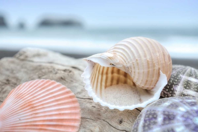 Picture of CRESCENT BEACH SHELLS 9