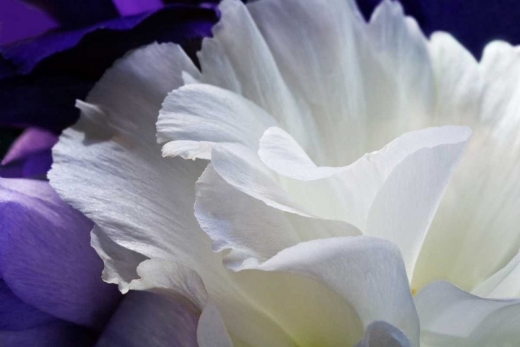 Picture of LISIANTHUS