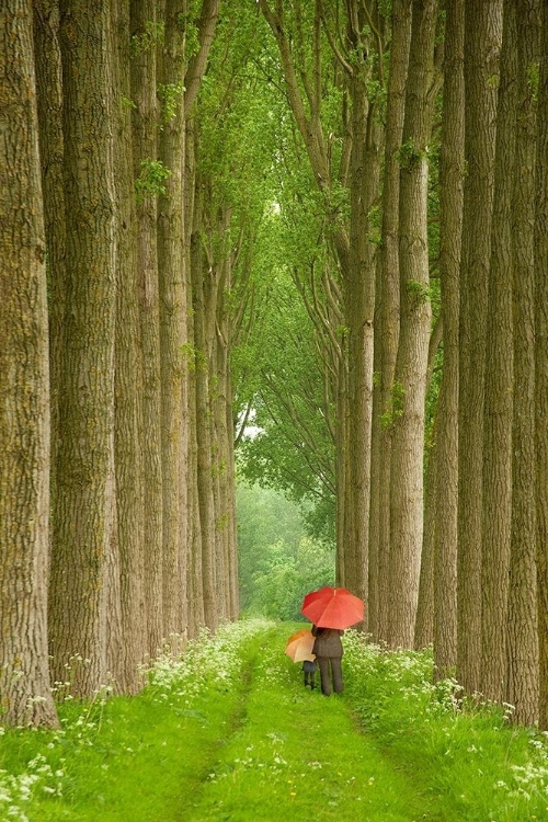 Picture of TWO UMBRELLAS, BELGIUM