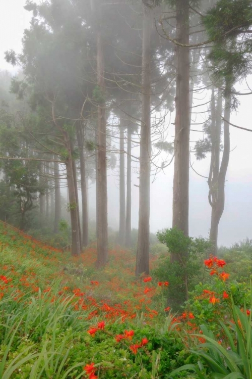 Picture of FOREST OF THE FLOWERS