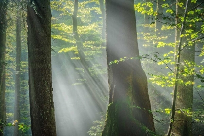 Picture of SHOWER OF LIGHT