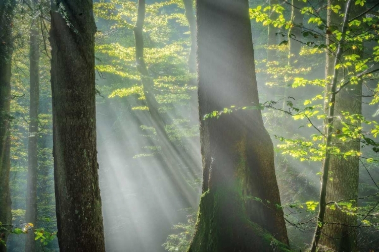 Picture of SHOWER OF LIGHT