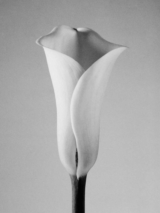 Picture of CALLA NO. 1