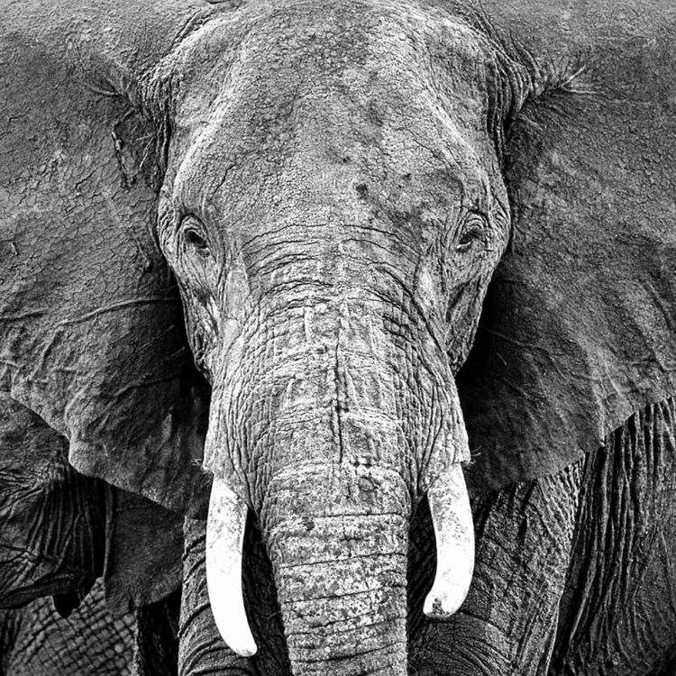 Picture of ELEPHANT