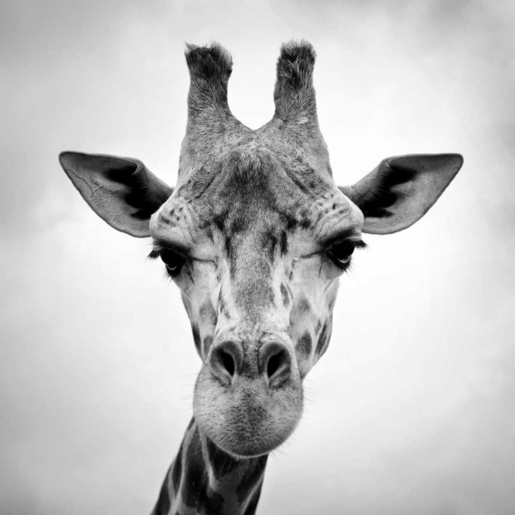 Picture of GIRAFFE