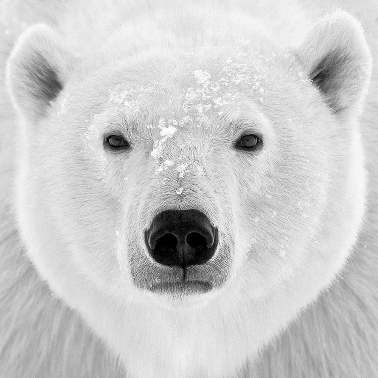 Picture of POLAR BEAR