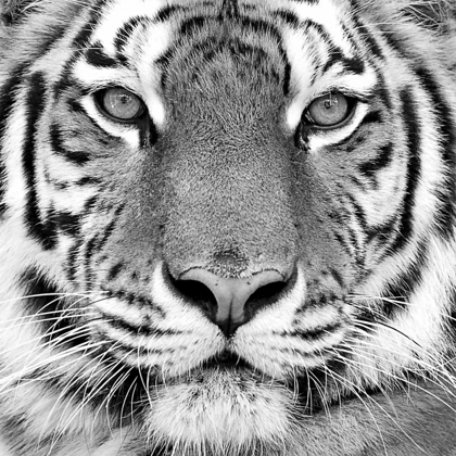 Picture of TIGER