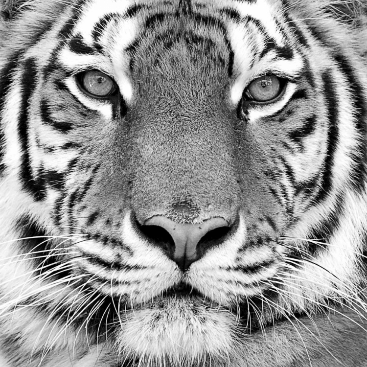 Picture of TIGER