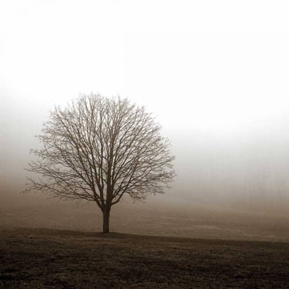 Picture of TREE IN MIST 1